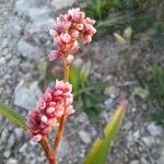 Persicaria maculosa Blüte
