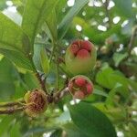 Syzygium samarangense Плод