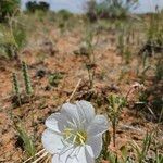 Oenothera albicaulis 花