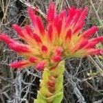 Crassula coccinea Flor