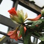 Rhododendron crassifolium Blüte