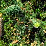 Picea abies Fruto