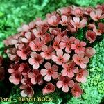 Androsace ciliata 花