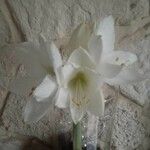 Amaryllis belladonna Cvet