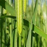 Triticum monococcum 果