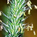 Phleum pratense Blomma