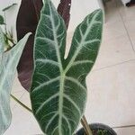 Alocasia longiloba Blatt