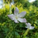 Saponaria officinalisফুল