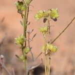 Cryptantha pterocarya Хабит