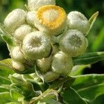 Helichrysum foetidum ഫലം