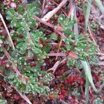 Frankenia pulverulenta Hoja