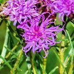 Vernonanthura nudiflora Blomst