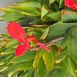 Canna × hybridaFlor