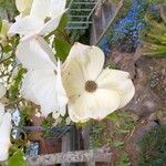 Cornus nuttallii Flor