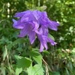 Campanula latifoliaFleur