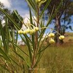 Gomphocarpus fruticosus Fleur