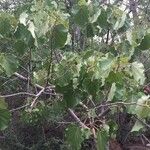 Ficus abutilifolia Habit