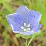 Linum pratense Кветка