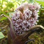 Petasites hybridusKvet