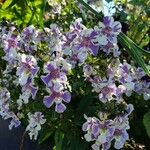 Angelonia biflora Fleur