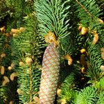 Picea abies Gyümölcs