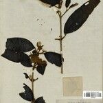 Henriettea martiusii List