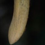 Oleandra distenta Άλλα