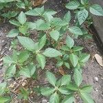 Acalypha virginica Blatt