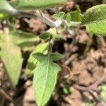 Sisymbrium orientale Leaf