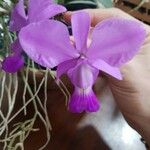Cattleya walkeriana Цветок