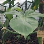 Philodendron camposportoanum 葉