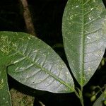 Coussarea caroliana Leaf