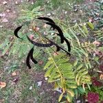 Senna marilandica Leaf