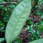 Annona foetida Hoja