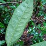 Annona foetida Feuille