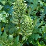 Acanthus mollisLeaf