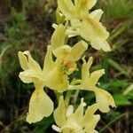 Orchis provincialis Flor