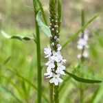 Verbena simplex Žiedas