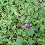 Brillantaisia lamium പുഷ്പം