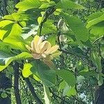 Magnolia officinalis फूल