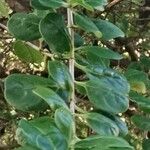 Coprosma repens Leaf