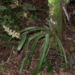 Aechmea angustifolia आदत