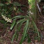 Aechmea angustifolia Hábito