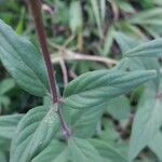 Bouvardia ternifolia Leaf