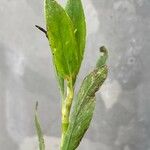 Polygonum arenastrum 叶