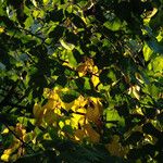 Tilia × europaea Folla