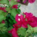 Bougainvillea spectabilis 花