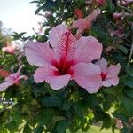 Hibiscus rosa-sinensisFloare