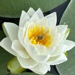 Nymphaea odorata Flower