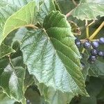 Viburnum dentatum برگ